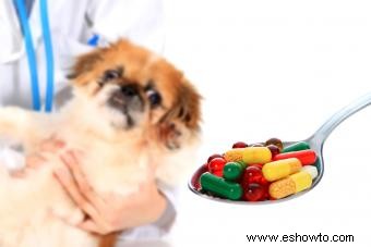 5 clases de antibióticos para perros