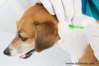 5 clases de antibióticos para perros