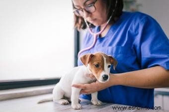 5 tipos comunes de gusanos en perros (con síntomas)