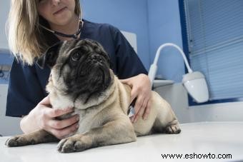 5 signos de insuficiencia pancreática exocrina en perros