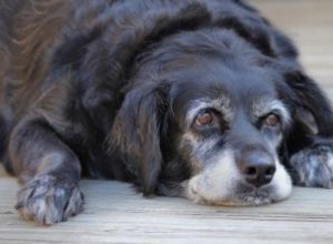 7 señales de que un perro puede tener demencia