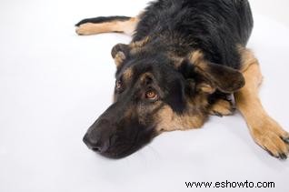 8 síntomas alarmantes de hinchazón en perros