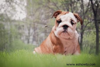 7 pasos a seguir si su perro es picado por una abeja