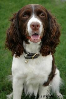 9 Enfermedades del Springer Spaniel