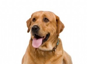 Jadeo anormal y problemas relacionados con la salud del perro