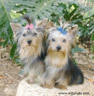 Consejos para un Yorkie enfermo