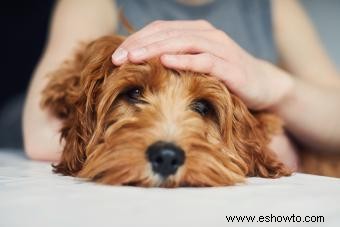 Guía del propietario sobre las garrapatas en los perros