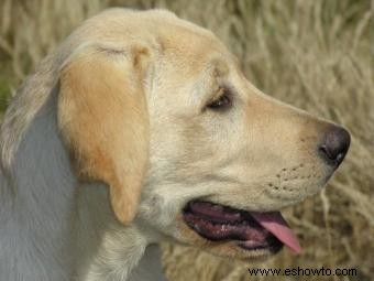 Respuestas a preguntas comunes sobre la salud de los perros