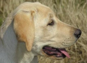 Preguntas Frecuentes sobre la Salud Canina: Guía Esencial para Dueños Responsables