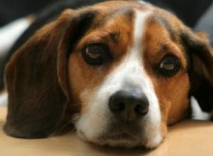 ¿Están relacionados los tumores en la cara de mi perro? Consulta veterinaria experta