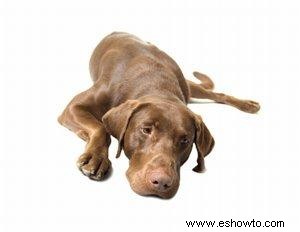 Artritis en perros