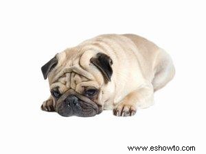 Artritis en perros