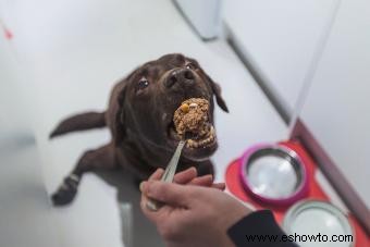 Mejor (y más seguro) medicamento para la alergia en perros