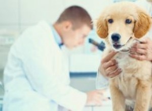 Sangre en la Orina del Perro: Causas, Síntomas y Tratamientos Recomendados por Veterinarios