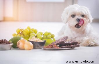 ¿Puede morir un perro por comer chocolate