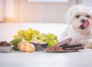 ¿Puede morir un perro por comer chocolate