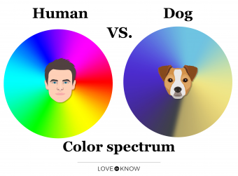 ¿Pueden los perros ver los colores? Exploración de cómo ven el mundo