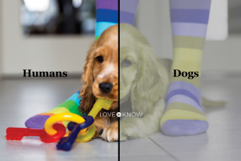 ¿Pueden los perros ver los colores? Exploración de cómo ven el mundo