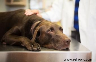 ¿Pueden los perros mayores contraer parvovirus?