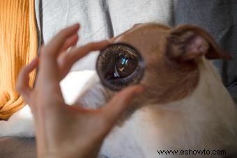 ¿Pueden los perros ver los colores? Exploración de cómo ven el mundo