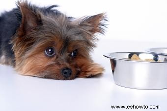 Reflujo ácido canino:síntomas, diagnóstico y tratamiento