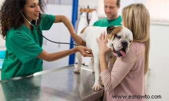 Reflujo ácido canino:síntomas, diagnóstico y tratamiento