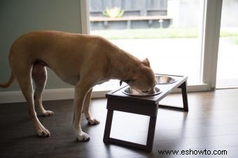 Reflujo ácido canino:síntomas, diagnóstico y tratamiento