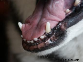 Crecimiento excesivo de las encías caninas, también conocido como hiperplasia gingival