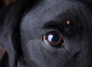Efectos secundarios de la vacuna contra la enfermedad de Lyme canina