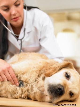 Efectos secundarios de la vacuna contra la enfermedad de Lyme canina