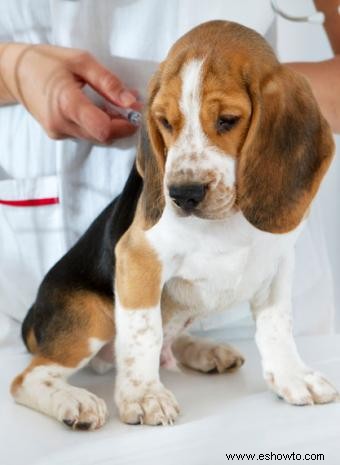 Efectos secundarios de la vacuna contra la enfermedad de Lyme canina
