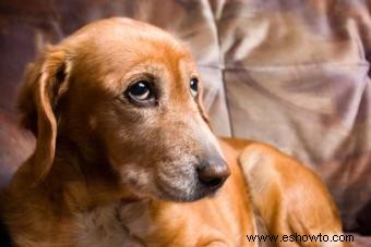 Signos, diagnóstico y tratamientos del linfoma canino
