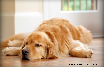 Alivio del dolor canino:medicamentos y opciones holísticas