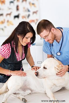 Cáncer de estómago canino