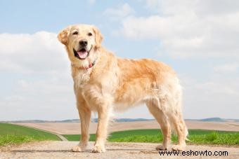 Causas de cáncer en perros a tener en cuenta