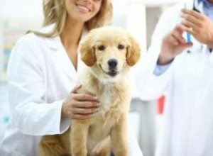Programa y vacunas comunes para perros