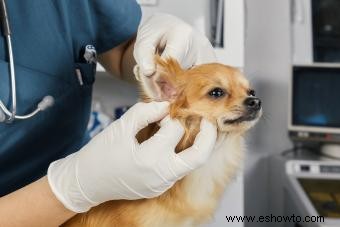 Signos comunes de una candidiasis en el oído de su perro