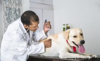 Programa y vacunas comunes para perros