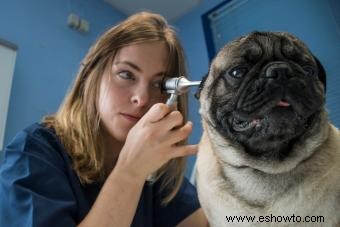 Signos comunes de una candidiasis en el oído de su perro