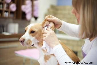Signos comunes de una candidiasis en el oído de su perro