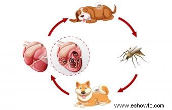 Datos cruciales sobre el ciclo de vida del gusano del corazón