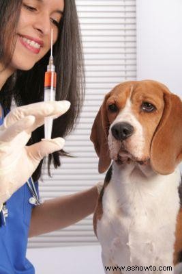 Peligros de combinar vacunas y tratamientos antipulgas