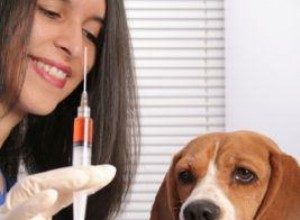Riesgos de combinar vacunas y antipulgas en perros: consejos expertos para proteger a tu mascota