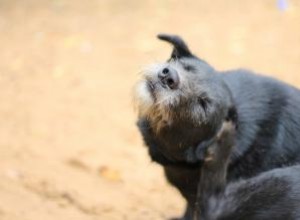 Detección y tratamiento de los ácaros del oído en perros