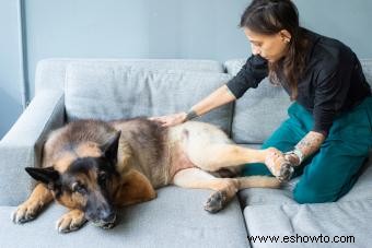 Diagnóstico de displasia de cadera en perros y próximos pasos