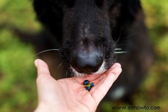 Dieta para perros con enfermedad hepática canina