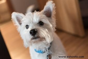 Dieta para perros con enfermedad hepática canina