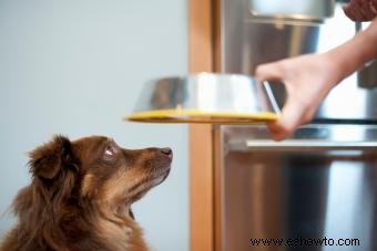 Dieta para perros con enfermedad hepática canina