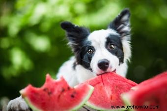Dieta para perros con enfermedad hepática canina