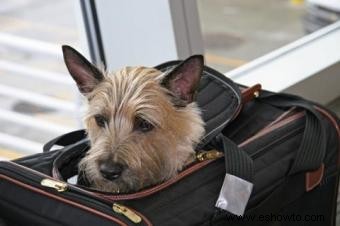 Viaje aéreo con perros